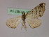  ( - BC ZSM Lep 09789)  @13 [ ] CreativeCommons - Attribution Non-Commercial Share-Alike (2010) Unspecified SNSB, Zoologische Staatssammlung Muenchen