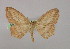  (Scopula AH01Et - BC ZSM Lep 09814)  @14 [ ] CreativeCommons - Attribution Non-Commercial Share-Alike (2010) Unspecified SNSB, Zoologische Staatssammlung Muenchen