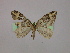  ( - BC ZSM Lep 09851)  @11 [ ] CreativeCommons - Attribution Non-Commercial Share-Alike (2010) Unspecified SNSB, Zoologische Staatssammlung Muenchen