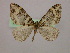 ( - BC ZSM Lep 09880)  @14 [ ] CreativeCommons - Attribution Non-Commercial Share-Alike (2010) Unspecified SNSB, Zoologische Staatssammlung Muenchen