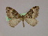  ( - BC ZSM Lep 09883)  @14 [ ] CreativeCommons - Attribution Non-Commercial Share-Alike (2010) Unspecified SNSB, Zoologische Staatssammlung Muenchen