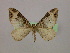  ( - BC ZSM Lep 09884)  @14 [ ] CreativeCommons - Attribution Non-Commercial Share-Alike (2010) Unspecified SNSB, Zoologische Staatssammlung Muenchen