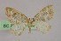  ( - BC ZSM Lep 09887)  @11 [ ] CreativeCommons - Attribution Non-Commercial Share-Alike (2010) Unspecified SNSB, Zoologische Staatssammlung Muenchen