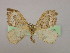  ( - BC ZSM Lep 09902)  @13 [ ] CreativeCommons - Attribution Non-Commercial Share-Alike (2010) Unspecified SNSB, Zoologische Staatssammlung Muenchen