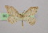  (Scopula AH04Et - BC ZSM Lep 09924)  @14 [ ] CreativeCommons - Attribution Non-Commercial Share-Alike (2010) Unspecified SNSB, Zoologische Staatssammlung Muenchen