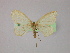  (Scopula dhofarataAH02Et - BC ZSM Lep 09935)  @12 [ ] CreativeCommons - Attribution Non-Commercial Share-Alike (2010) Unspecified SNSB, Zoologische Staatssammlung Muenchen