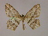  ( - BC ZSM Lep 09941)  @14 [ ] CreativeCommons - Attribution Non-Commercial Share-Alike (2010) Unspecified SNSB, Zoologische Staatssammlung Muenchen