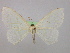  (Somatina pythiariaAH01Et - BC ZSM Lep 09964)  @14 [ ] CreativeCommons - Attribution Non-Commercial Share-Alike (2010) Unspecified SNSB, Zoologische Staatssammlung Muenchen