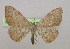  ( - BC ZSM Lep 10019)  @12 [ ] CreativeCommons - Attribution Non-Commercial Share-Alike (2010) Unspecified SNSB, Zoologische Staatssammlung Muenchen