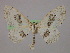  ( - BC ZSM Lep 10029)  @14 [ ] CreativeCommons - Attribution Non-Commercial Share-Alike (2010) Unspecified SNSB, Zoologische Staatssammlung Muenchen