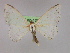  (Somatina AH02YeEt - BC ZSM Lep 10041)  @13 [ ] CreativeCommons - Attribution Non-Commercial Share-Alike (2010) Unspecified SNSB, Zoologische Staatssammlung Muenchen