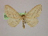  ( - BC ZSM Lep 10054)  @14 [ ] CreativeCommons - Attribution Non-Commercial Share-Alike (2010) Unspecified SNSB, Zoologische Staatssammlung Muenchen