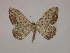  ( - BC ZSM Lep 10056)  @13 [ ] CreativeCommons - Attribution Non-Commercial Share-Alike (2010) Unspecified SNSB, Zoologische Staatssammlung Muenchen
