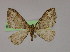  ( - BC ZSM Lep 10074)  @13 [ ] CreativeCommons - Attribution Non-Commercial Share-Alike (2010) Unspecified SNSB, Zoologische Staatssammlung Muenchen