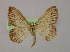  ( - BC ZSM Lep 10077)  @13 [ ] CreativeCommons - Attribution Non-Commercial Share-Alike (2010) Unspecified SNSB, Zoologische Staatssammlung Muenchen