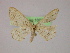  ( - BC ZSM Lep 10082)  @13 [ ] CreativeCommons - Attribution Non-Commercial Share-Alike (2010) Unspecified SNSB, Zoologische Staatssammlung Muenchen