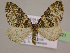  ( - BC ZSM Lep 16521)  @13 [ ] CreativeCommons - Attribution Non-Commercial Share-Alike (2010) Unspecified SNSB, Zoologische Staatssammlung Muenchen