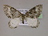  ( - BC ZSM Lep 16553)  @13 [ ] CreativeCommons - Attribution Non-Commercial Share-Alike (2010) Unspecified SNSB, Zoologische Staatssammlung Muenchen