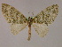  ( - BC ZSM Lep 16563)  @14 [ ] CreativeCommons - Attribution Non-Commercial Share-Alike (2010) Unspecified SNSB, Zoologische Staatssammlung Muenchen