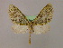  ( - BC ZSM Lep 16575)  @12 [ ] CreativeCommons - Attribution Non-Commercial Share-Alike (2010) Unspecified SNSB, Zoologische Staatssammlung Muenchen