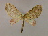  ( - BC ZSM Lep 16576)  @12 [ ] CreativeCommons - Attribution Non-Commercial Share-Alike (2010) Unspecified SNSB, Zoologische Staatssammlung Muenchen