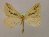  ( - BC ZSM Lep 16578)  @13 [ ] CreativeCommons - Attribution Non-Commercial Share-Alike (2010) Unspecified SNSB, Zoologische Staatssammlung Muenchen