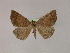  ( - BC ZSM Lep 16580)  @11 [ ] CreativeCommons - Attribution Non-Commercial Share-Alike (2010) Unspecified SNSB, Zoologische Staatssammlung Muenchen