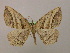  ( - BC ZSM Lep 16590)  @14 [ ] CreativeCommons - Attribution Non-Commercial Share-Alike (2010) Unspecified SNSB, Zoologische Staatssammlung Muenchen