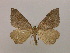 ( - BC ZSM Lep 16603)  @13 [ ] CreativeCommons - Attribution Non-Commercial Share-Alike (2010) Unspecified SNSB, Zoologische Staatssammlung Muenchen