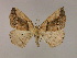  ( - BC ZSM Lep 16605)  @13 [ ] CreativeCommons - Attribution Non-Commercial Share-Alike (2010) Unspecified SNSB, Zoologische Staatssammlung Muenchen