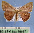  (Chrysocraspeda planctogramma - BC ZSM Lep 16837)  @13 [ ] Copyright (2010) Unspecified SNSB, Zoologische Staatssammlung Muenchen
