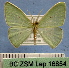 (Comostola demeritaria - BC ZSM Lep 16854)  @14 [ ] Copyright (2010) Unspecified SNSB, Zoologische Staatssammlung Muenchen