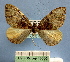  ( - BC ZSM Lep 16880)  @13 [ ] Copyright (2010) Unspecified SNSB, Zoologische Staatssammlung Muenchen