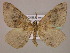  (Ennada flavaria - BC ZSM Lep 16899)  @14 [ ] CreativeCommons - Attribution Non-Commercial Share-Alike (2010) Unspecified SNSB, Zoologische Staatssammlung Muenchen