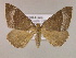  ( - BC ZSM Lep 16902)  @13 [ ] CreativeCommons - Attribution Non-Commercial Share-Alike (2010) Unspecified SNSB, Zoologische Staatssammlung Muenchen