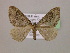 ( - BC ZSM Lep 16913)  @13 [ ] CreativeCommons - Attribution Non-Commercial Share-Alike (2010) Unspecified SNSB, Zoologische Staatssammlung Muenchen