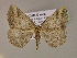  ( - BC ZSM Lep 16916)  @13 [ ] CreativeCommons - Attribution Non-Commercial Share-Alike (2010) Unspecified SNSB, Zoologische Staatssammlung Muenchen