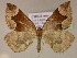  ( - BC ZSM Lep 16928)  @11 [ ] CreativeCommons - Attribution Non-Commercial Share-Alike (2010) Unspecified SNSB, Zoologische Staatssammlung Muenchen