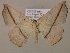  (Oxydia rhoda - BC ZSM Lep 16937)  @14 [ ] CreativeCommons - Attribution Non-Commercial Share-Alike (2010) Unspecified SNSB, Zoologische Staatssammlung Muenchen