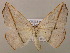  ( - BC ZSM Lep 16940)  @14 [ ] CreativeCommons - Attribution Non-Commercial Share-Alike (2010) Unspecified SNSB, Zoologische Staatssammlung Muenchen