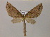  ( - BC ZSM Lep 16944)  @14 [ ] CreativeCommons - Attribution Non-Commercial Share-Alike (2010) Unspecified SNSB, Zoologische Staatssammlung Muenchen