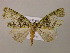  ( - BC ZSM Lep 16945)  @12 [ ] CreativeCommons - Attribution Non-Commercial Share-Alike (2010) Unspecified SNSB, Zoologische Staatssammlung Muenchen