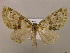  ( - BC ZSM Lep 16949)  @14 [ ] CreativeCommons - Attribution Non-Commercial Share-Alike (2010) Unspecified SNSB, Zoologische Staatssammlung Muenchen
