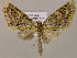  ( - BC ZSM Lep 16951)  @14 [ ] CreativeCommons - Attribution Non-Commercial Share-Alike (2010) Unspecified SNSB, Zoologische Staatssammlung Muenchen