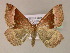  ( - BC ZSM Lep 16960)  @14 [ ] CreativeCommons - Attribution Non-Commercial Share-Alike (2010) Unspecified SNSB, Zoologische Staatssammlung Muenchen