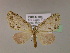  ( - BC ZSM Lep 16971)  @13 [ ] CreativeCommons - Attribution Non-Commercial Share-Alike (2010) Unspecified SNSB, Zoologische Staatssammlung Muenchen