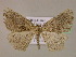  ( - BC ZSM Lep 16994)  @14 [ ] CreativeCommons - Attribution Non-Commercial Share-Alike (2010) Unspecified SNSB, Zoologische Staatssammlung Muenchen
