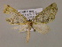  ( - BC ZSM Lep 17000)  @12 [ ] CreativeCommons - Attribution Non-Commercial Share-Alike (2010) Unspecified SNSB, Zoologische Staatssammlung Muenchen