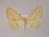  ( - BC ZSM Lep 17007)  @13 [ ] CreativeCommons - Attribution Non-Commercial Share-Alike (2010) Unspecified SNSB, Zoologische Staatssammlung Muenchen