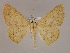  (Sabulodes prolataAH02EcPeBr - BC ZSM Lep 17009)  @14 [ ] CreativeCommons - Attribution Non-Commercial Share-Alike (2010) Unspecified SNSB, Zoologische Staatssammlung Muenchen